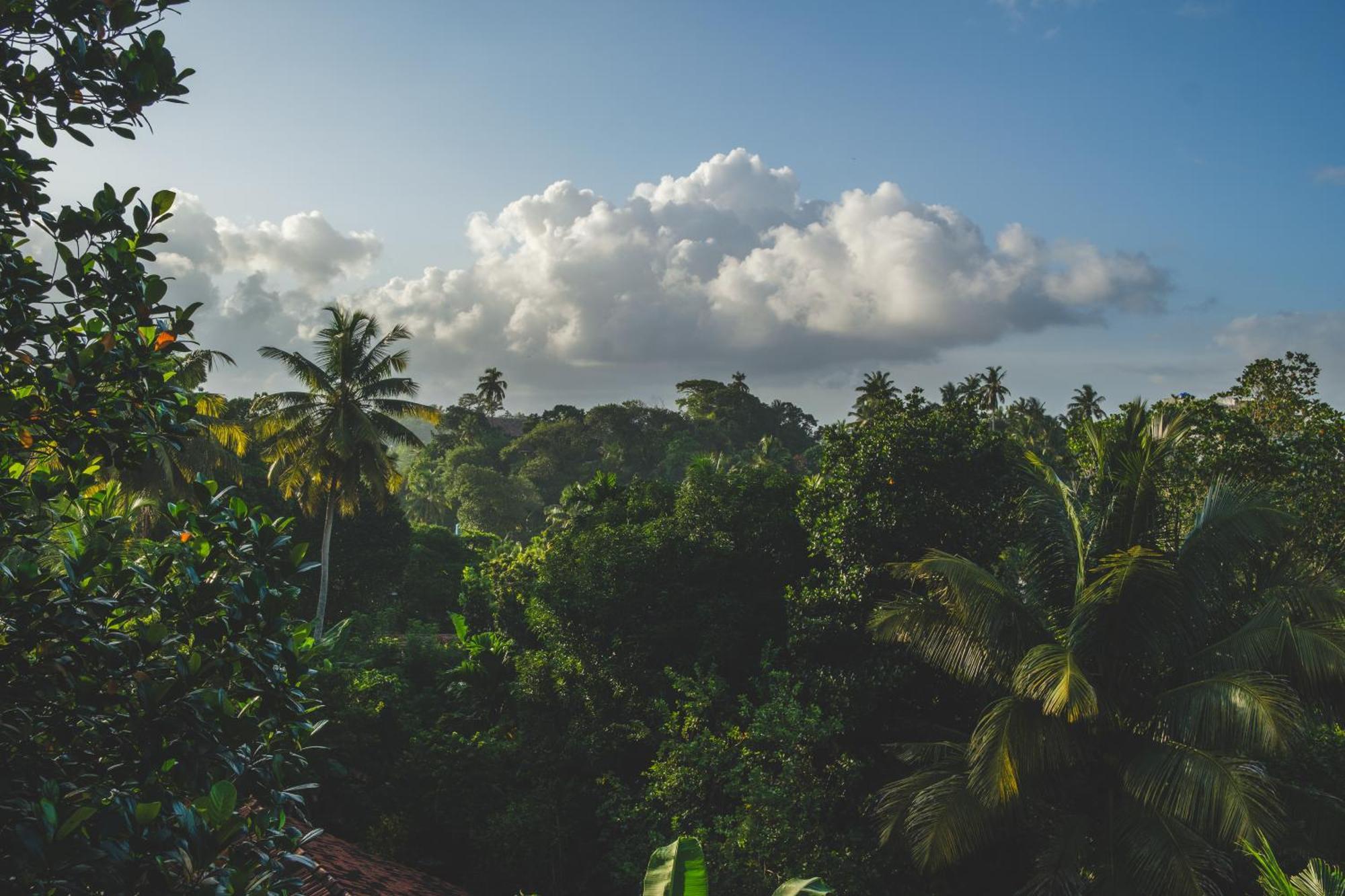 The Jungle View Mirissa Exterior foto