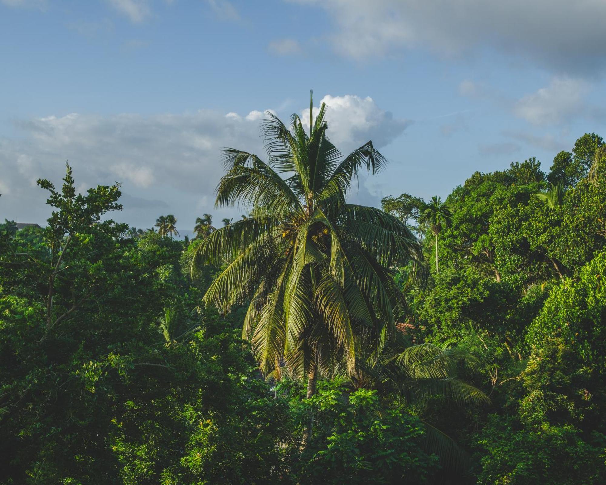 The Jungle View Mirissa Exterior foto
